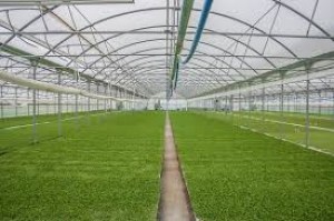 GREENHOUSE_14